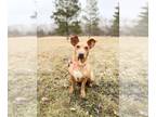 Dachshund Mix DOG FOR ADOPTION RGADN-1217856 - Rory--In Foster - Dachshund /