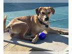 Beagle Mix DOG FOR ADOPTION RGADN-1217858 - Molly BEAGLE Louisiana - Beagle /