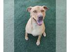 Labralas DOG FOR ADOPTION RGADN-1217870 - Handsome - Labrador Retriever / Vizsla