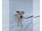 Huskies -Labrador Retriever Mix DOG FOR ADOPTION RGADN-1217873 - Juno - Labrador