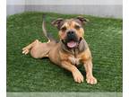 American Staffordshire Terrier Mix DOG FOR ADOPTION RGADN-1217875 - DALLAS -