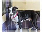 American Pit Bull Terrier DOG FOR ADOPTION RGADN-1217877 - BUTTERBALL - American