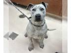 American Pit Bull Terrier DOG FOR ADOPTION RGADN-1217880 - MISTY - Pit Bull