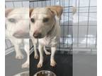 Jack Russell Terrier Mix DOG FOR ADOPTION RGADN-1217893 - Wishbone - Jack