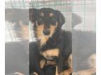 Dachshund DOG FOR ADOPTION RGADN-1217895 - Monique #9449 - Dachshund Dog For