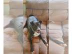 Labrador Retriever Mix DOG FOR ADOPTION RGADN-1217896 - Meadow - Labrador