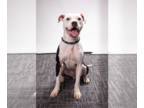 Boxer Mix DOG FOR ADOPTION RGADN-1217908 - Columbo - ADOPTION PENDING!!
