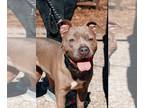 American Pit Bull Terrier Mix DOG FOR ADOPTION RGADN-1217911 - Zada - Pit Bull