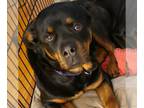 Rottweiler DOG FOR ADOPTION RGADN-1217921 - Luna - Rottweiler Dog For Adoption