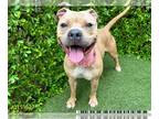 Staffordshire Bull Terrier DOG FOR ADOPTION RGADN-1217935 - SAMARA -