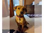 Labbe DOG FOR ADOPTION RGADN-1217939 - Ashton - Beagle / Labrador Retriever /