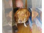 Beagle Mix DOG FOR ADOPTION RGADN-1217942 - Avery - Beagle / Mixed (short coat)
