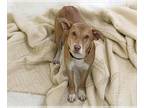 Labrador Retriever Mix DOG FOR ADOPTION RGADN-1217945 - ALEX - Labrador