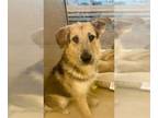 Airedale Terrier-German Shepherd Dog Mix DOG FOR ADOPTION RGADN-1217949 - TARZAN