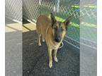 German Shepherd Dog Mix DOG FOR ADOPTION RGADN-1217963 - MOLLY- IN FOSTER -