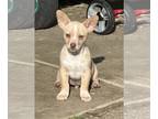 Pembroke Welsh Corgi Mix DOG FOR ADOPTION RGADN-1217971 - Tater - Corgi / Mixed