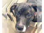 American Staffordshire Terrier Mix DOG FOR ADOPTION RGADN-1217974 - Hailey 74