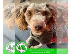 Poodle (Miniature) DOG FOR ADOPTION RGADN-1217986 - Obi - Poodle (Miniature) Dog