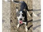 Australian Cattle Dog Mix DOG FOR ADOPTION RGADN-1218011 - GASTON - Queensland