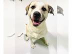 Labrador Retriever Mix DOG FOR ADOPTION RGADN-1218014 - WANDA - Labrador