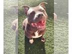 American Staffordshire Terrier Mix DOG FOR ADOPTION RGADN-1218018 - Jack -