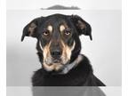Shepradors DOG FOR ADOPTION RGADN-1218020 - SALLY - German Shepherd Dog /