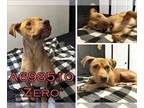 Rhodesian Ridgeback Mix DOG FOR ADOPTION RGADN-1218033 - ZERO - Rhodesian