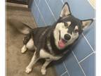 Siberian Husky DOG FOR ADOPTION RGADN-1218038 - *MR. CLAUS - Siberian Husky