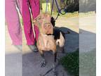 Labrador Retriever Mix DOG FOR ADOPTION RGADN-1218044 - Kimmie (AL) - Labrador
