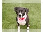 American Pit Bull Terrier Mix DOG FOR ADOPTION RGADN-1218060 - Mistletoe - Pit