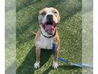 American Pit Bull Terrier Mix DOG FOR ADOPTION RGADN-1218067 - Roux - Pit Bull