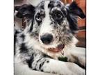 Adopt Iris a Australian Shepherd