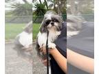 Shih Tzu DOG FOR ADOPTION RGADN-1218144 - Lola Mae - Shih Tzu Dog For Adoption