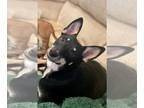 Miniature Pinscher Mix DOG FOR ADOPTION RGADN-1218152 - Louie - Loving Boy!