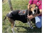 Treeing Walker Coonhound DOG FOR ADOPTION RGADN-1218159 - Harry Neil - Treeing