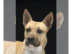 Basenji-Labrador Retriever Mix DOG FOR ADOPTION RGADN-1218168 - Tonto - Labrador