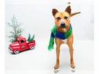 Carolina Dog Mix DOG FOR ADOPTION RGADN-1218176 - WILEY - Carolina Dog / Mixed