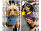 Dachshund Mix DOG FOR ADOPTION RGADN-1218180 - Roxy & Penny *Bonded Seniors* -