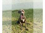 Great Dane DOG FOR ADOPTION RGADN-1218184 - Cooper - Great Dane Dog For Adoption