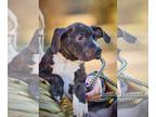 Boston Terrier-Labrador Retriever Mix DOG FOR ADOPTION RGADN-1218188 - KIRKLEY -