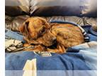 Labrador Retriever-Pug Mix DOG FOR ADOPTION RGADN-1218195 - Buzz - Pug /