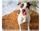American Pit Bull Terrier Mix DOG FOR ADOPTION RGADN-1218208 - SPARKY - Pit Bull