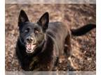 German Shepherd Dog DOG FOR ADOPTION RGADN-1218224 - MARTHA* - German Shepherd