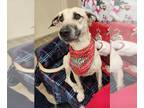 Black Mouth Cur DOG FOR ADOPTION RGADN-1218246 - Benji - Black Mouth Cur (short