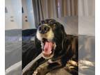 Basset Hound-Labrador Retriever Mix DOG FOR ADOPTION RGADN-1218253 - Rosie -