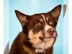 Border Collie DOG FOR ADOPTION RGADN-1218255 - Milo - Foster or Adopt Me!