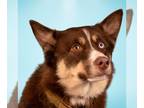 Border Collie-Huskies Mix DOG FOR ADOPTION RGADN-1218255 - Milo - Foster or