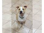 American Pit Bull Terrier DOG FOR ADOPTION RGADN-1218256 - Bourbon - American