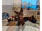 Labrador Retriever-Miniature Pinscher Mix DOG FOR ADOPTION RGADN-1218257 -