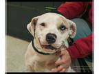 Labrador Retriever Mix DOG FOR ADOPTION RGADN-1218265 - Peach - Labrador